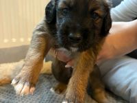 Süße beuaceron- Bullweiler Welpen