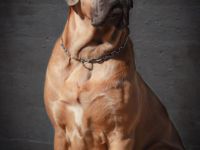 Wurfankündigung Cane Corso Welpen mit Ahnentafel