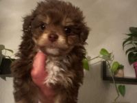 Chihuahua/Spitz Mischlings Welpen