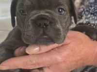 Französische Bulldoggen Welpen Abgabebereit