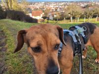 Sanfte Seelenfreundin Mathilda - ängstlich, aber unendlich treu und lieb