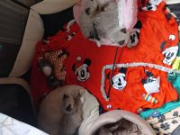 5 Zauberwesen suchen ende Januar neues Personal