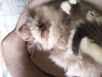 2Zauberwesen suchen  mitte Februar neues Personal