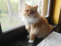 Britisch Langhaarkastraten mit STB