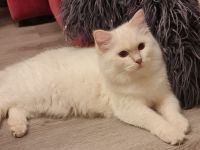 Junge Ragdoll/Cherubim ab 5 Monate abzugeben....