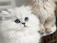 Wunderschöne Chinchilla Perser Kitten