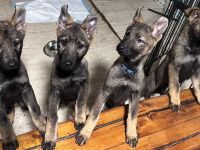 Außergewöhnliche Schäferhund-Welpen mit Wolfsgen abzugeben