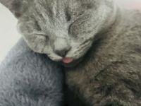 Zwei junge Katzen (weiblich) abzugeben inkl. Zubehör