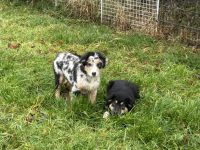 Bezaubernde Australian Shepherd Welpen mit ASCA Application Impf. Chip und EU Pass