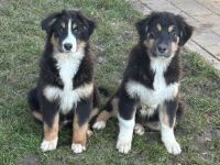 Bezaubernde Australian Shepherd Welpen mit ASCA Application Impf. Chip und EU Pass