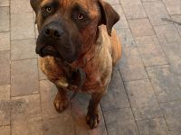 Bordeauxdogge Presa Canario Rüde