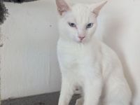 Snee weiss Katerchen