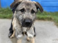 Verliebst du dich in den hübschen Billy?