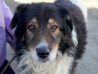 Bist du der richtige Mensch für den wunderbaren Diesel?