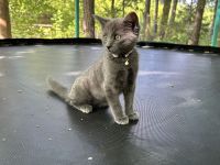 Kater Benji 9 Monate Jung