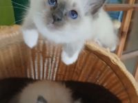 Reinrassige Heilige Birma Kitten Katerchen Pärchen, blue tabby point, 12 Wochen alt,