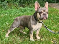 Französische Bulldogge. Deckrüde Bulldog.