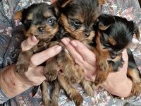 Yorkshire Terrier vom House of Independent