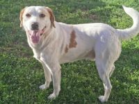 Liebenswerter Hardy sucht Heimat