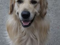 Golden Retriever (Deckrüde) MIT DECKERFAHRUNG!