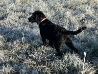Labradoodle Rüde (5 Monate) verspielt & gesund