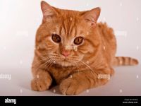 Bkh katzen abzugeben