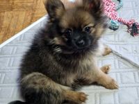 Zwergspitz Welpen ab sofort in Liebevolle Hände abzugeben