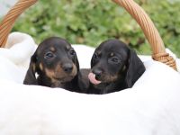 Zwergdackelwelpen in Schoko Tan und black tan