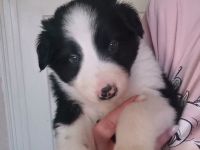 Border Collie Australien Shepherd Mix