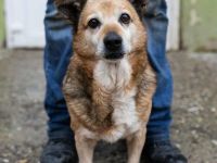 Otto sucht sein Für-immer-Zuhause