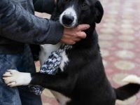 Hänsel sucht sein Für-immer-Zuhause