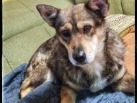 Teddy sucht sein Für-immer-Zuhause