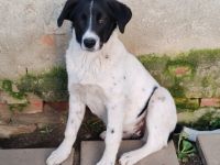 Herzenshündin Romsi sucht ein Zuhause