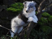 Sheltie-Mädchen FCI