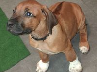 Reinrassige Rhodesian Ridgeback Welpen suchen ein Zuhause
