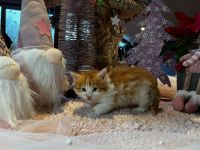 Norwegische Waldkatzen kitten