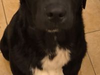 3 Appenzeller Labrador mix junghunde