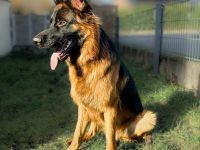 Rex in 33649 Bielefeld sucht sein Für-immer-Zuhause