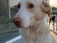 Rüde Ben / kastriert / derzeit noch in Griechenland