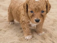 Maltipoo/ welpen/ Pudel