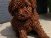 Maltipoo/ welpen/ Pudel