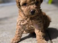 Zwergpudelwelpen Red apricot