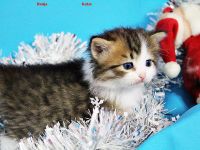 Sibirische Kitten mit Blauen Augen ab  1 Februar abzugeben