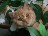 BKH Kater mit Stammbaum