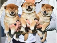 Niedliche Shiba-Inu-Welpen suchen ein liebevolles Zuhause.