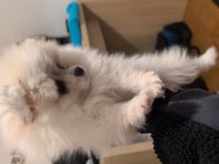 Pomeranian Zwergspitz