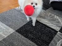 Pomeranian Zwergspitz