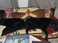 Buddy und Ronya suchen zu Hause