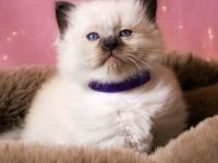 Ragdoll Kätzchen - letzte Mädchen