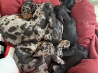 Zwergdackel Welpen suchen ihr für immer Zuhause black tan und tiger